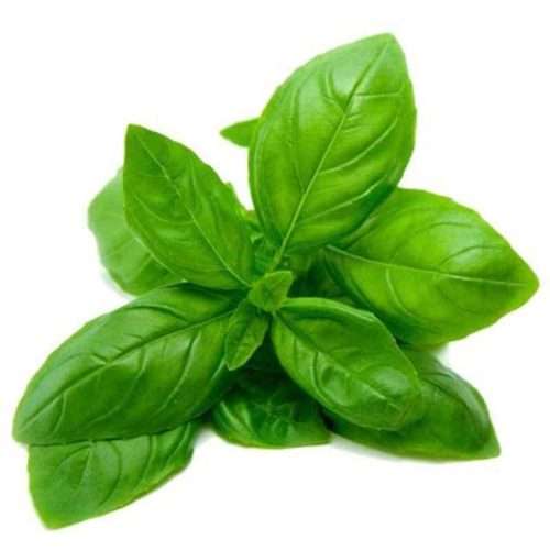 Basil Essential Oil