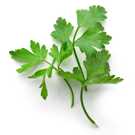 Parsley Herb Essential Oil