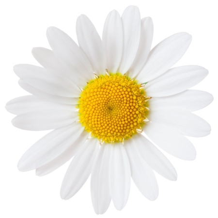 Chamomile Essential Oil