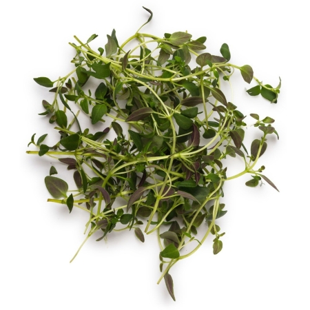 Thyme Essential Oil