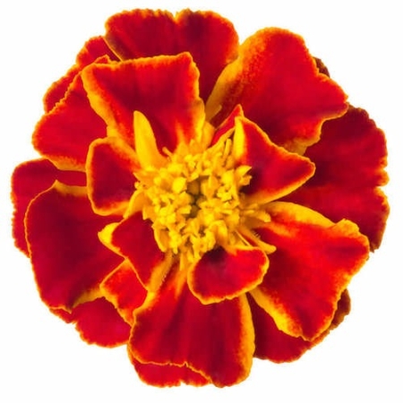 Tagetes Essential Oil