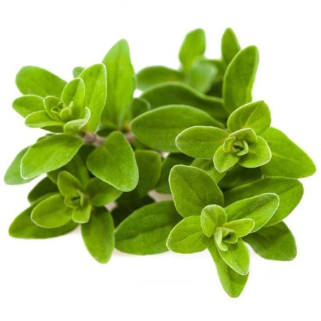 Marjoram Essential Oil