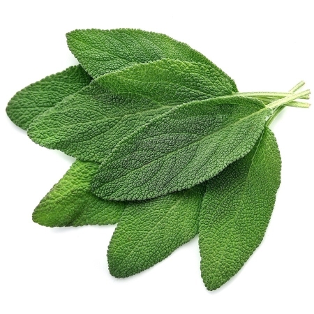 Sage Essential Oil