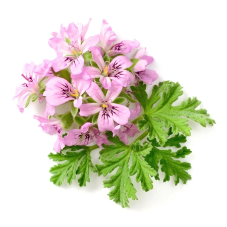 Geranium Essential Oil