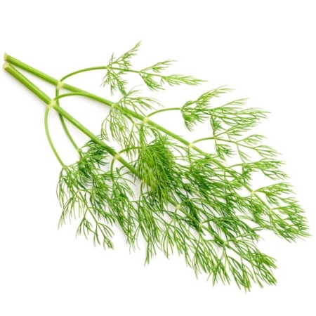 Dill Weed Essential Oil