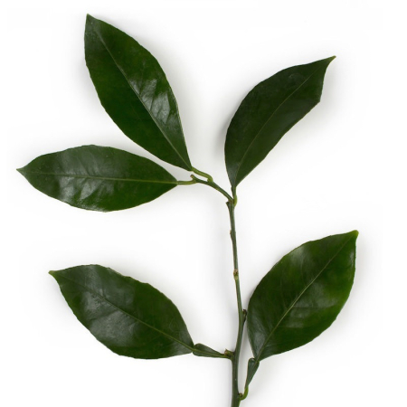 Petitgrain Bigarade Orange Essential Oil
