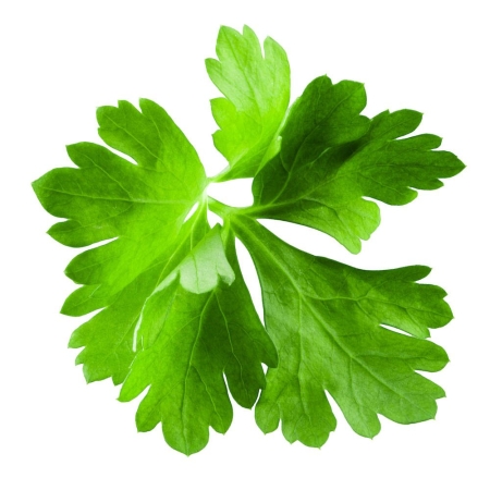 Cilantro (Coriander Leaf) Essential Oil
